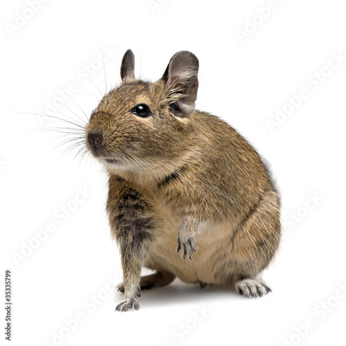 Photo: degu degu