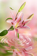 ユリの花