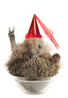 Hedgehog