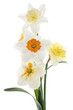 daffodil