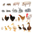 animals