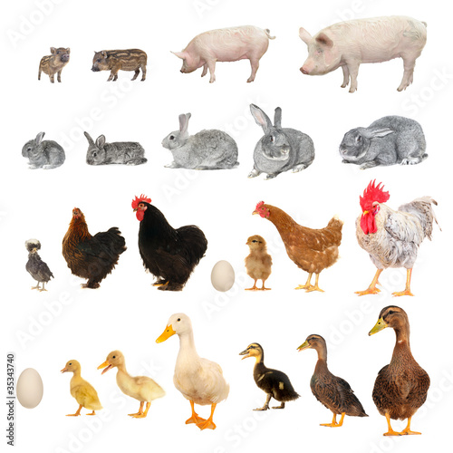 Photo: animals animals