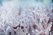 Close-up of ice on a tree in winter