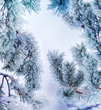 Close-up of ice on a pine-tree in winter. Xmas frame