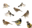 birds