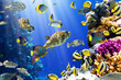 Coral colony and coral fish Coral colony and coral fish