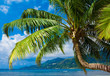 Overhanging View Trees