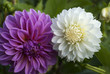 Ping and white dahlias