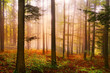 Forêt féérique