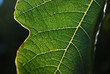 fig tree leaf closeup