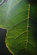 fig tree leaf closeup