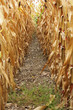 Maisfeld