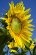 sunflower sunflower