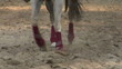 Video: horse reach close-up 02 horse reach close-up 02