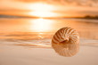 golden sunrise and nautilus shell in the sea golden sunrise and nautilus shell in the sea
