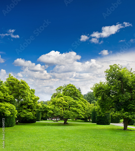 Photo: beautiful park trees over blue sky. formal garden beautiful park trees over blue sky. formal garden