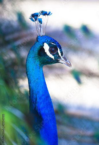 Photo: Colorful Peacock in Full Feather. Colorful Peacock in Full Feather.