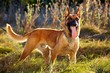 Maligator