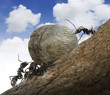 Ant