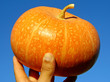 hand with pumpkin hand with pumpkin