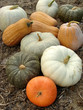 pumpkins harvest pumpkins harvest