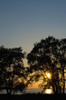 Sunset and trees Sunset and trees