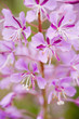 Purple flowers Purple flowers