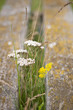 Close-up of flowers Close-up of flowers