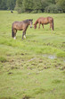 Grazing horses in a meadow Grazing horses in a meadow