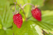 Wild strawberries Wild strawberries