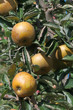 pommes sur pommier