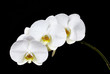 Photo: Orchideenzweig-sw Orchideenzweig-sw