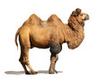 Kamel