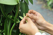 pollinisation vanille