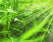 rain drops on green grass