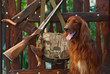 Gun dog near to shot-gun and trophy, outdoors Gun dog near to shot-gun and trophy, outdoors