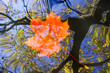 autumn leaf on the water - motion blurred