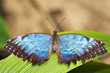 Blue Morpho Butterfly Blue Morpho Butterfly