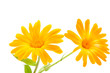 Marigold flower