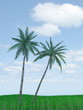 palm trees against the sky palm trees against the sky