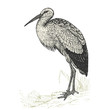 Cigogne