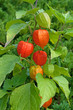 Lampionblume - Physalis alkekengi