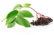 Elderberry branch isolated on white, clipping path included