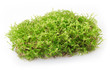 Moss