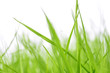 grüne Gräser
