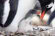 penguins nest