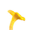 Golden chanterelle (Cantharellus cibarius) isolated Golden chanterelle (Cantharellus cibarius) isolated