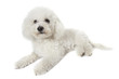 bichon frisé détendu bichon frisé détendu