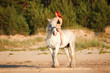 Photo: Woman with horse at the beach Woman with horse at the beach