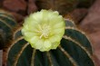 Natur